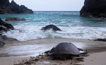 Mengenal Bangkaru, Pulau Sejuta Penyu Langka