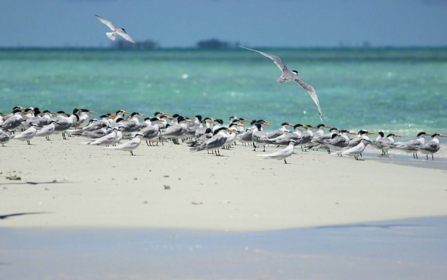 Baby Island, Pulau Mungil yang Dihuni Ribuan Burung Camar