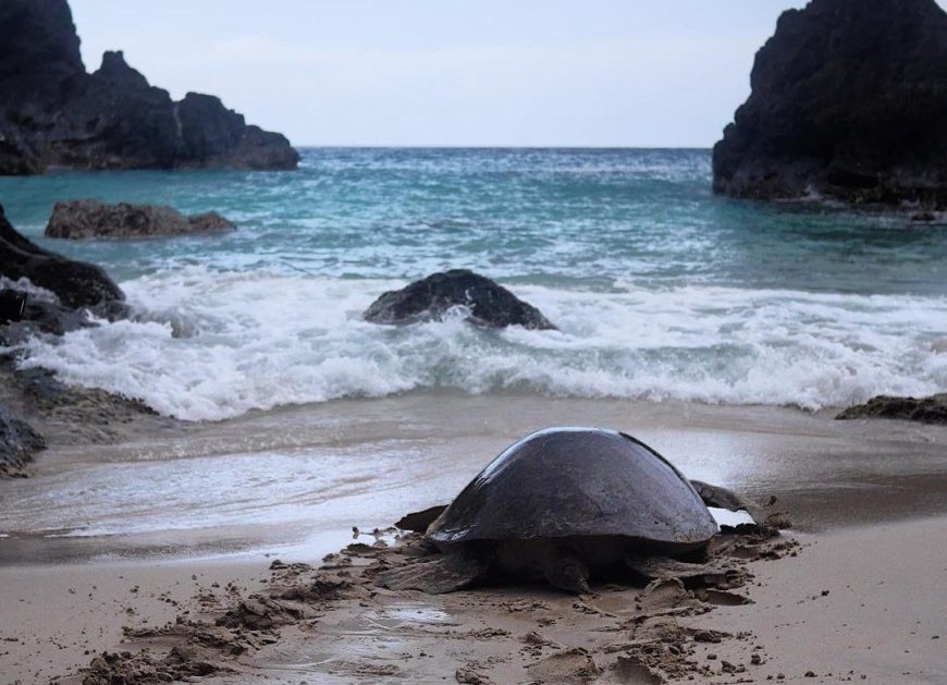 Mengenal Bangkaru, Pulau Sejuta Penyu Langka