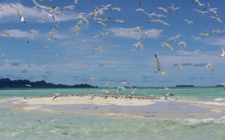 Mendengar Kicauan Camar dari Pulau Baby Island