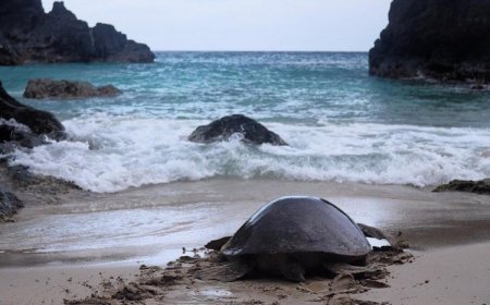 Pulau Bangkaru Yang Dihuni Sejuta Penyu